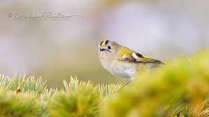 Goldcrest Regulus Regulus Kus Guzel Kuslar Fotograf