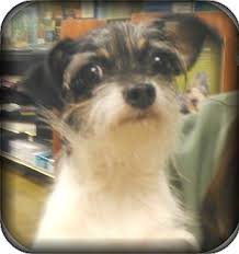 8742 white rd orlando, fl 32818. Orlando Fl Shih Tzu Meet Gracie A Pet For Adoption