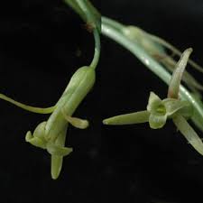 Image result for Dipcadi longifolium