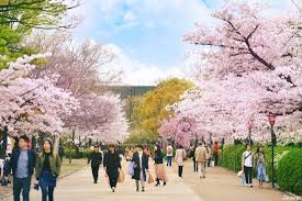 I think it worked out pretty good! Japanese Cherry Blossoms At Osaka Castle Park Japankuru Japankuru Let S Share Our Japanese Stories