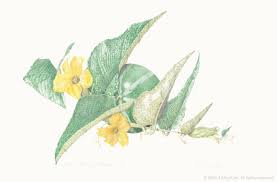 Image result for Flabellaria paniculata