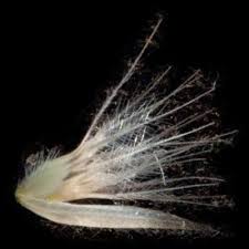 Image result for Enneapogon pretoriensis