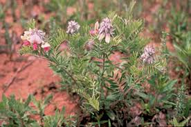 Image result for Tephrosia multijuga