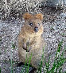3f81492967b4b8d614882f6cfae853d6 quokkas pinterest クアッカワラビー 動物 クォッカ