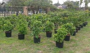 *pemesanan dapat langsung menghubungi kontak di bawah ini: Jual Beli Bibit Tanaman Harga Termurah Agromaret