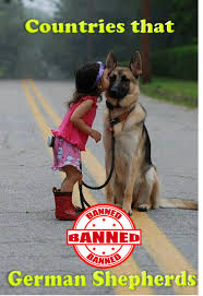 Lawrence county, chesapeake, oh id: 11 Countries Where German Shepherd Dogs Are Banned Or Restricted Pethelpful