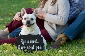 Rehoming our exquisite and rare fluffy french bull dog pups. San Antonio Engagement Photos With A French Bulldog Daily Dog Tag