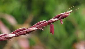 Image result for Microstegium fasciculatum