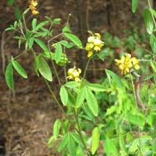 Image result for Crotalaria trichotoma