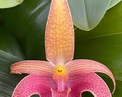 Image result for Bulbophyllum stolzii
