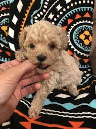 Find maltipoo puppies for sale and maltipoo dog breeders | preferable pups is the safest way to buy a are there maltipoo puppies for sale near me? Adorable Female Maltipoo For Sale In Ionia Michigan Classified Americanlisted Com