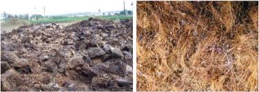 Oil palm empty fruit bunch (efb) is one of the solid wastes produced in huge volume by palm oil mill. Empty Fruit Bunches Left And Oil Palm Fibers Right Download Scientific Diagram