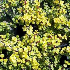 Image result for Portulacaria
