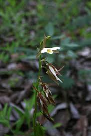 Image result for Eulophia ovalis