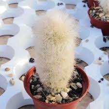 Learn how to configure cacti email notification feature. Espostoopsis Dybowskii Uhlig Kakteen More Than 5 000 Different Species