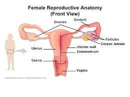 Male body internal organs chart with labels on white background. Male Reproductive Anatomy Front View Ppt Video Online Download