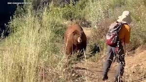 Video shows bear charge at hiker trying to scare it away on Mt. Wilson  trail in Angeles National Forest - ABC7 Los Angeles
