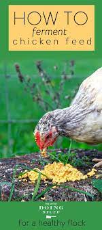 How To Ferment Chicken Feed For Healthier Chickens Chicken Feed Best Egg Laying Chickens Fermenting Chicken Feed