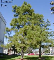 This is a big boon for northern gardeners who want to grow their own lemons, limes and oranges in pots. Tree Pine Ncpedia
