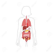 Female human evolution.png 5,284 × 2,362; Vector Isolated Illustration Of Human Internal Organs In Female Royalty Free Cliparts Vectors And Stock Illustration Image 121912082