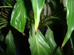 When It S Happy It Looks Like The Picture On The Right When It Needs Water It Flops Over As Shown In The Pictur Peace Lily Plant Peace Lily Flower Lily Plants