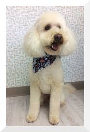 We also provide full service grooming for all dog breeds and cats. Daisy Pet Grooming