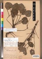 Image result for Heteranthera callifolia