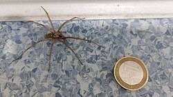 Image result for große winkelspinne biss haut reaktion