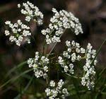 Image result for Pimpinella afra