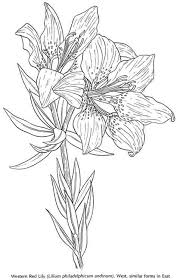 Red Lily Photo By Tharens Photobucket Flower Coloring Pages Coloring Pages Coloring Books