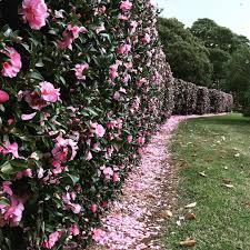 Wondering Whether Camellias Are Worth The Bother The Cliche Of Camellia Is That It S A Garish Flower With Br Evergreen Hedge Hedges Landscaping Garden Hedges