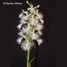Image result for Habenaria zambesina