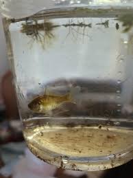 Because whiskers are rich in nerve endings, they are important sensory tools for a cat. Would This Be A Baby Koi Or Koi Goldfish Cross Found It In My Pond That Only Has Those 2 Types Of Fish Koi