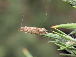 Image result for Cydia microgrammana