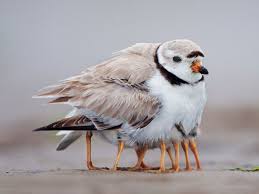 Pin By Allison Bogisich On Animalia Funny Bird Pictures Animal Pictures Bird Pictures