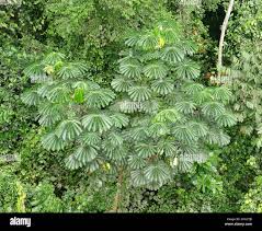 Image result for Musanga