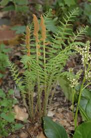 Image result for Osmundaceae