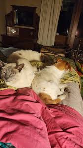 Lost staffy found in Warrimoo, Blue Mountains