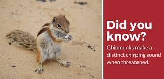 Use an owl decoy and scare chipmunks away. How To Keep Chipmunks Out Of Your Yard And Garden Pest Strategies