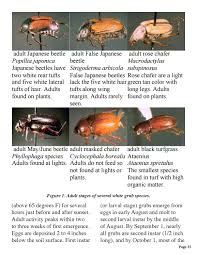 Image result for Buchnera cryptocephala