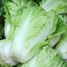 100 g fresh leaves carry just 16 calories. Chinese Cabbage Seeds Wong Bok Napa