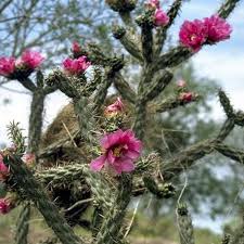 Image result for Opuntia imbricata