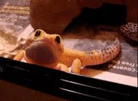 Check spelling or type a new query. Leopard Gecko Gifs Get The Best Gif On Giphy