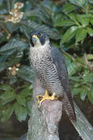 Birds Of Prey Animals List Everything You Wanted To Know About The Peregrine Falcon Birds Of Prey Peregrine Falcon Merlin Bird