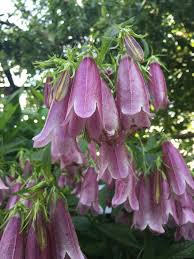 Image result for Campanulaceae