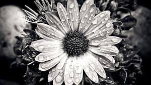Check spelling or type a new query. Black And White Photography Wallpaper Wallpaper For You