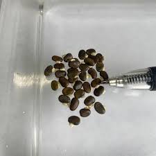 Image result for Tephrosia meisneri