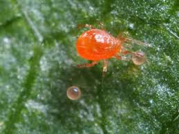 Image result for spotted spider mite