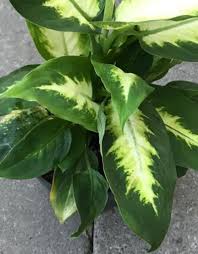 Dieffenbachia Maculate Camille Has Large Beautiful Leaves How To Grow Care For A Dieffenbachia Plant At Https Www Housep Plants House Plants Indoor Plants