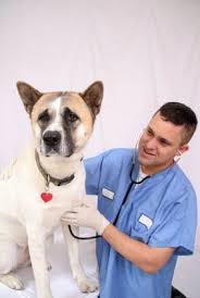 Their one plan offering covers . Nominate Your Favorite Veterinary Professional For A 2013 Petplan Vet Award And You Could Win One Of Service Dogs Dog Training Obedience Emotional Support Dog